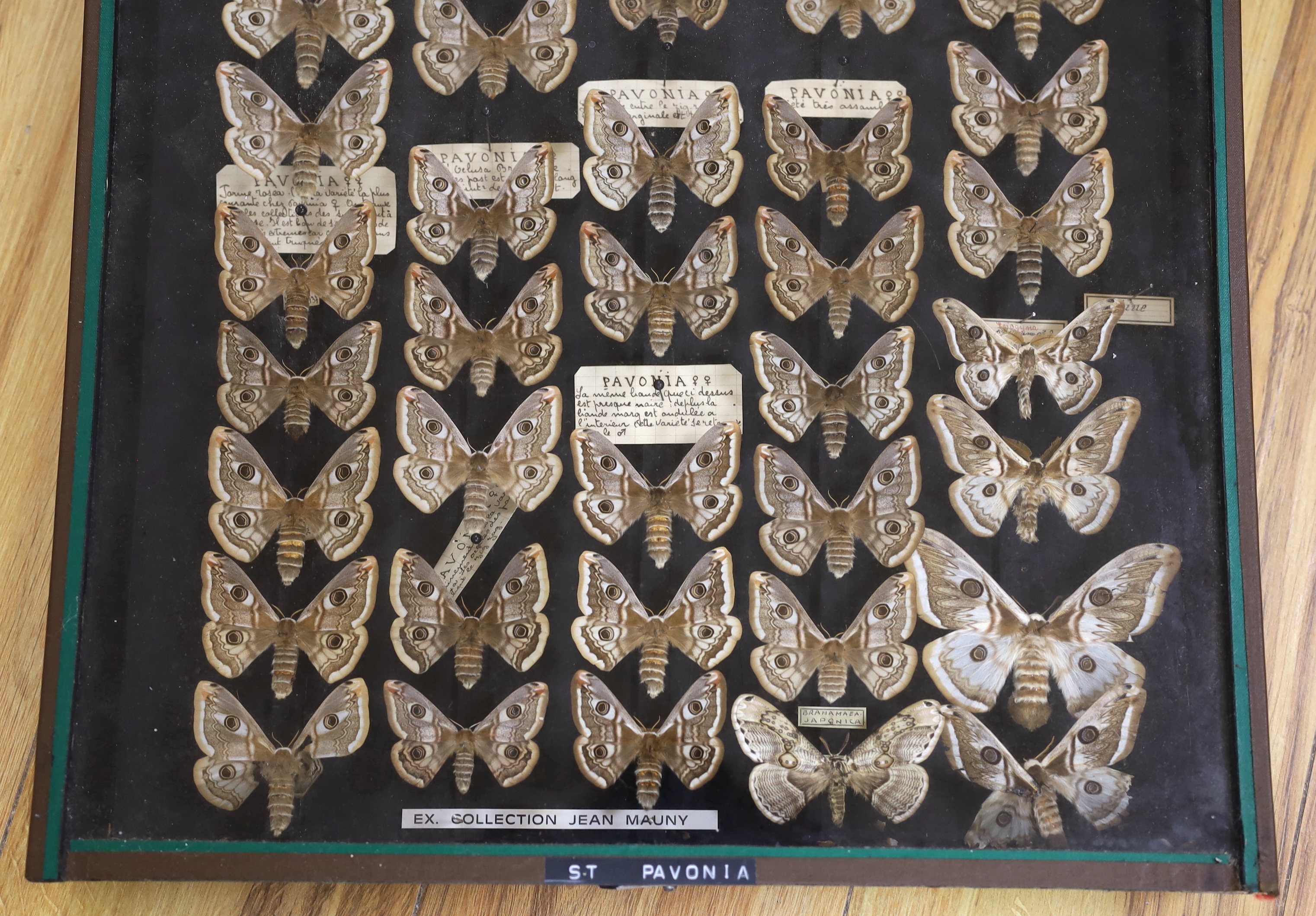 A glazed case of specimen moths, “Saturnia pavonia’, 43.5cm x 53cm